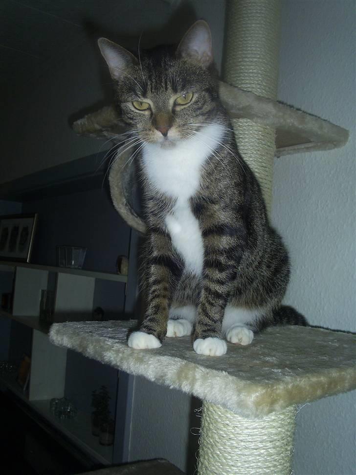 Huskat My Himmelkat ?? - Miss My billede 19