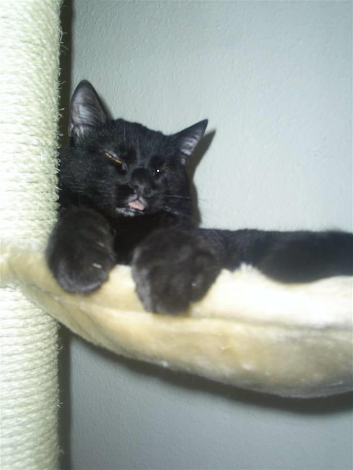 Blanding af racer Fister himmelkat - mmmmh yndlingsplads billede 18