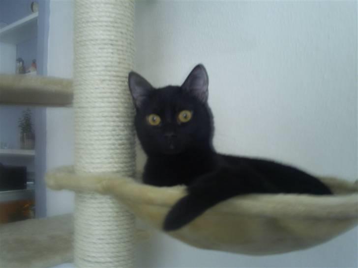 Blanding af racer Fister himmelkat - Holder øje med det hele billede 19