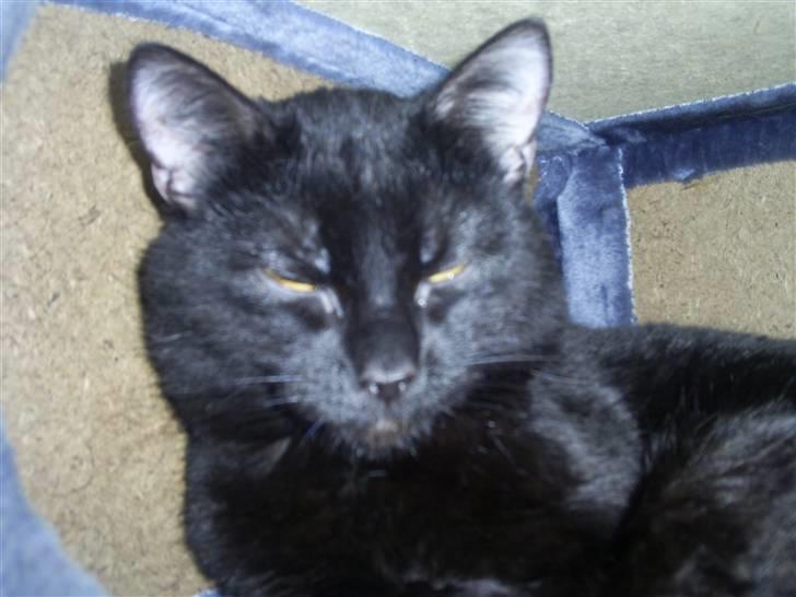 Blanding af racer Fister himmelkat - putter i den gamle hule billede 20