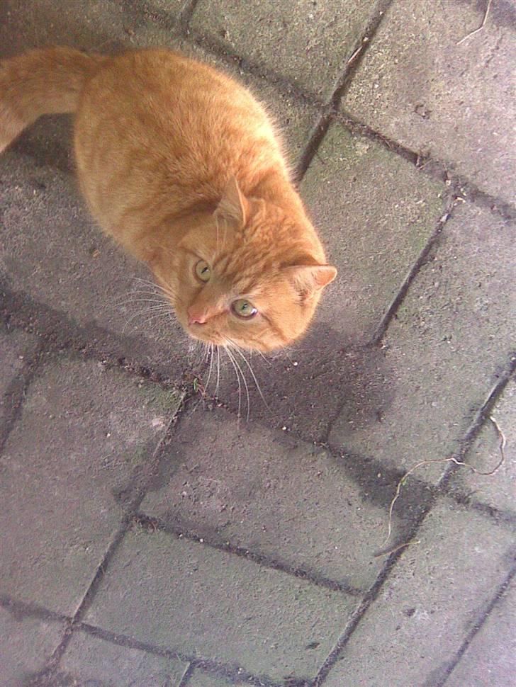 Blanding af racer simba - hej med jer  og velkommen billede 1