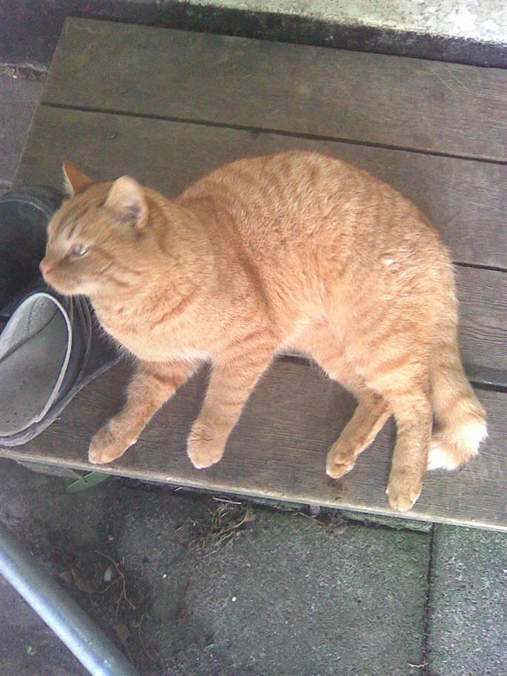 Blanding af racer simba - arrh ne dejlig klø sko billede 2