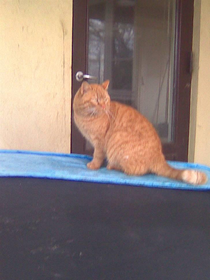 Blanding af racer simba - heza cille billede 3