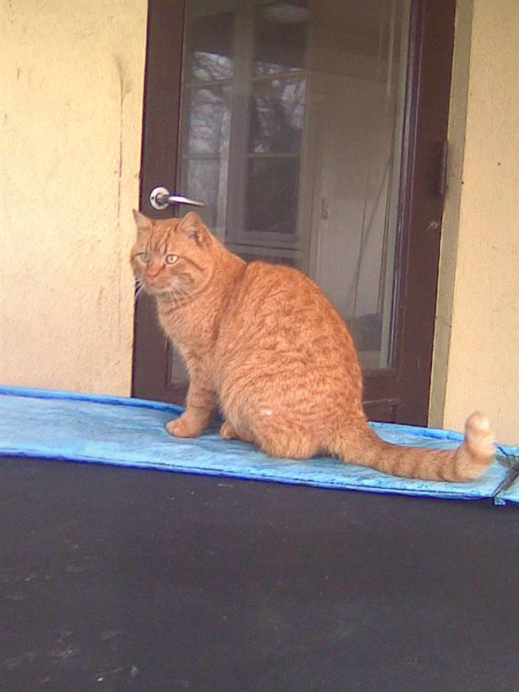 Blanding af racer simba - vi ses jeg skal ud og fange mus billede 4