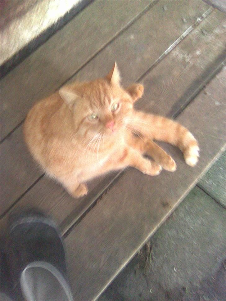 Blanding af racer simba - heey det er fatisk mit privat liv her billede 5