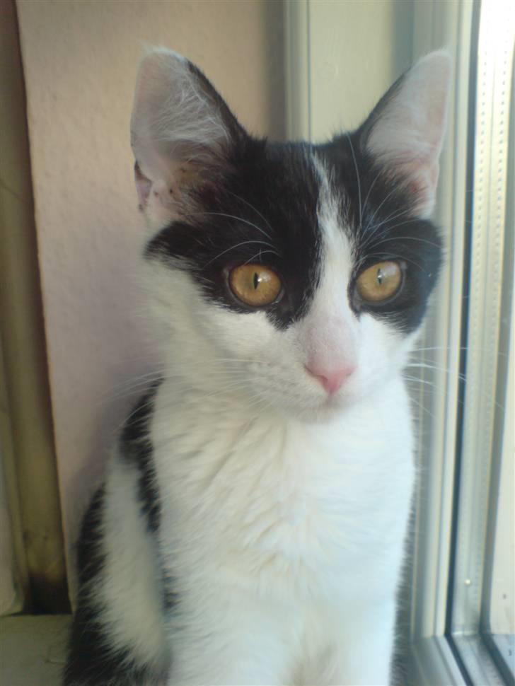 Blanding af racer Zorro billede 12