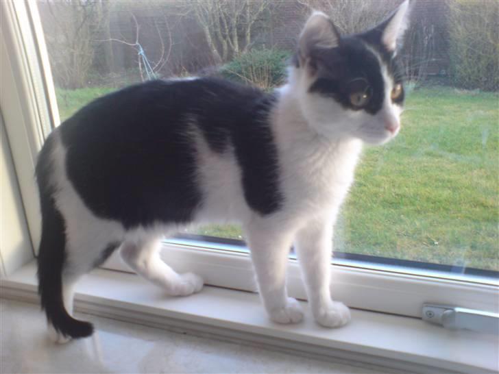 Blanding af racer Zorro billede 13