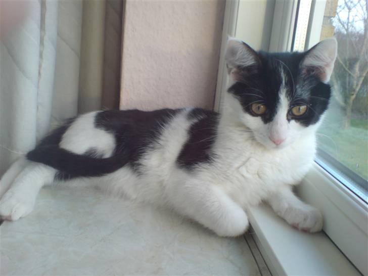 Blanding af racer Zorro billede 14