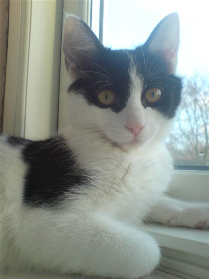 Blanding af racer Zorro billede 15