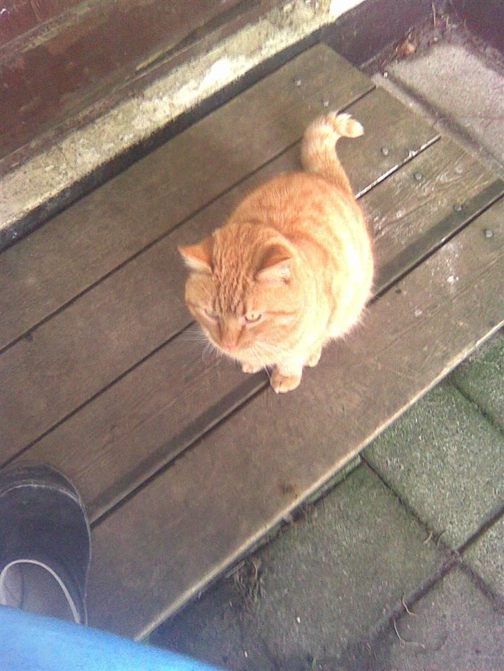 Blanding af racer simba billede 6