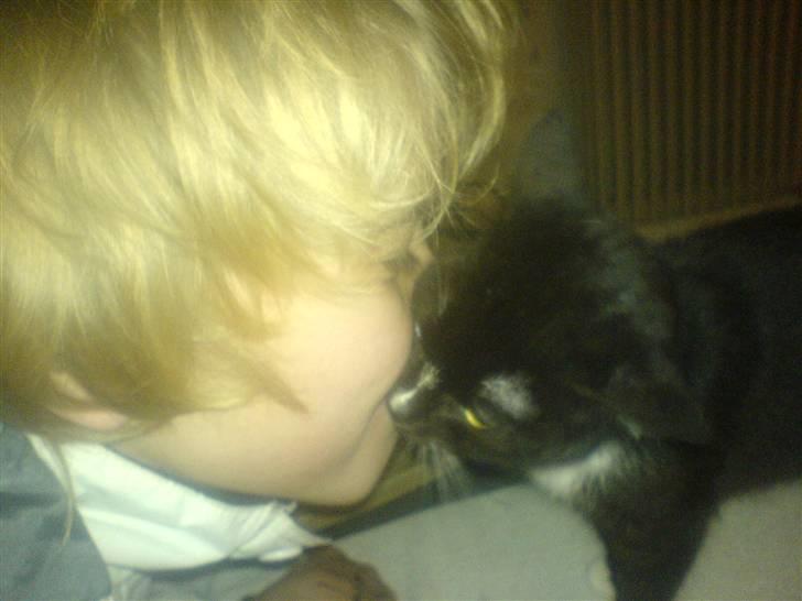 Blanding af racer Diesel billede 8