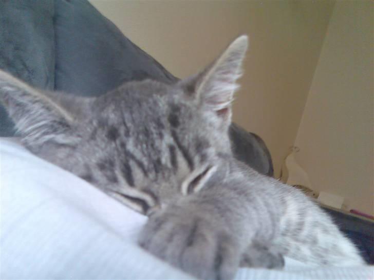 Huskat Ferrari - Her er han ikke så gammel, liger på mors babser og sover billede 1