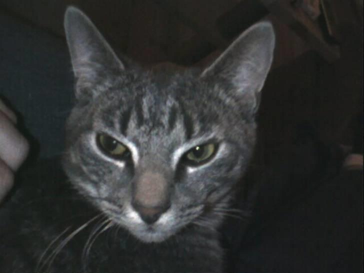 Huskat Ferrari billede 2