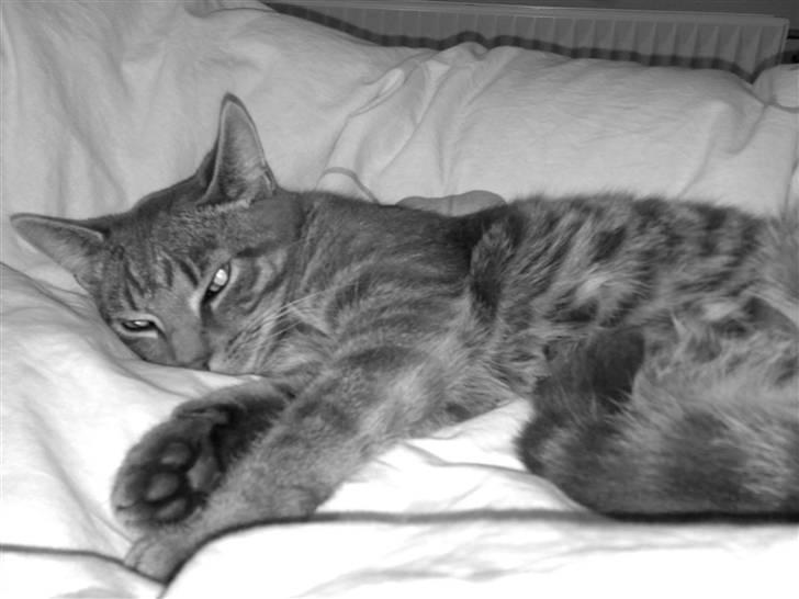 Huskat Ferrari - træt igen -i mors seng hehe billede 3