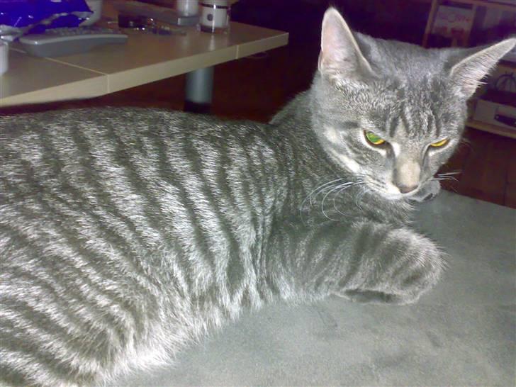 Huskat Ferrari billede 4