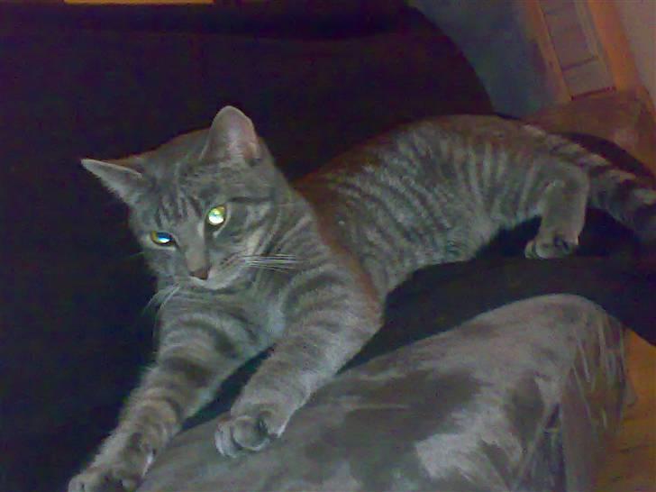 Huskat Ferrari billede 5