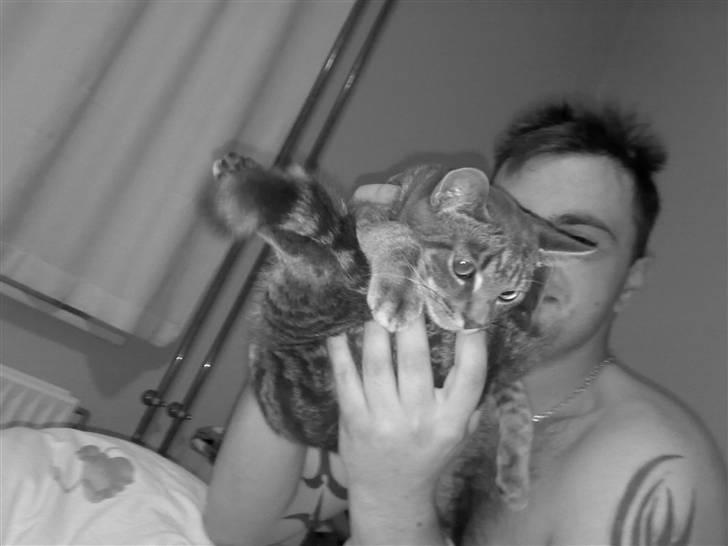 Huskat Ferrari billede 6