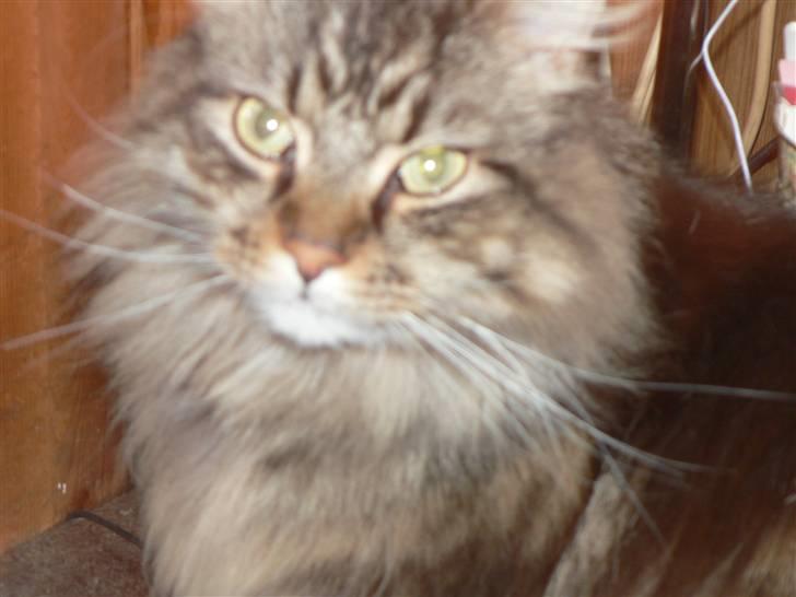 Maine Coon Gizmo billede 1