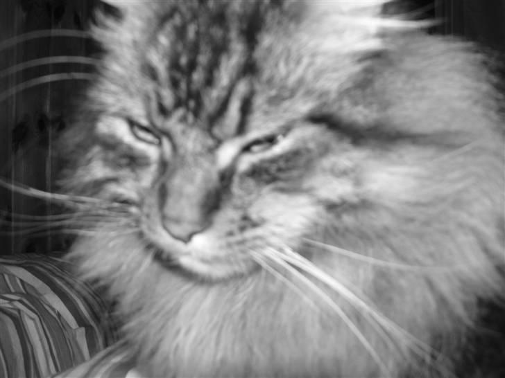 Maine Coon Gizmo billede 2