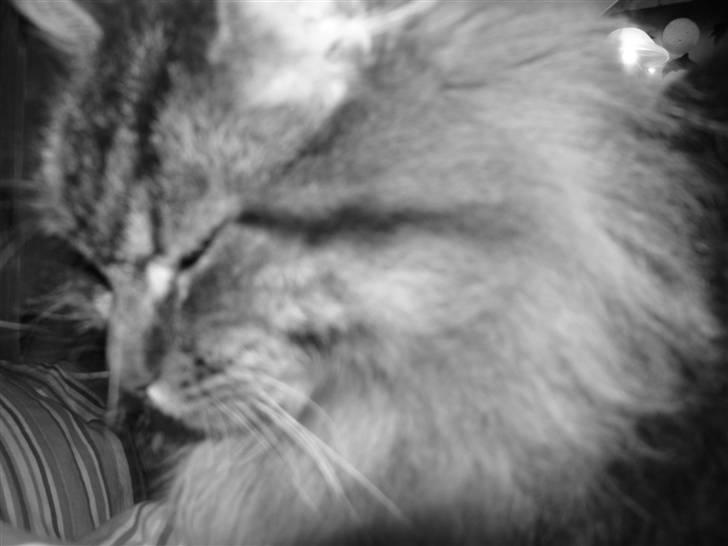 Maine Coon Gizmo billede 3