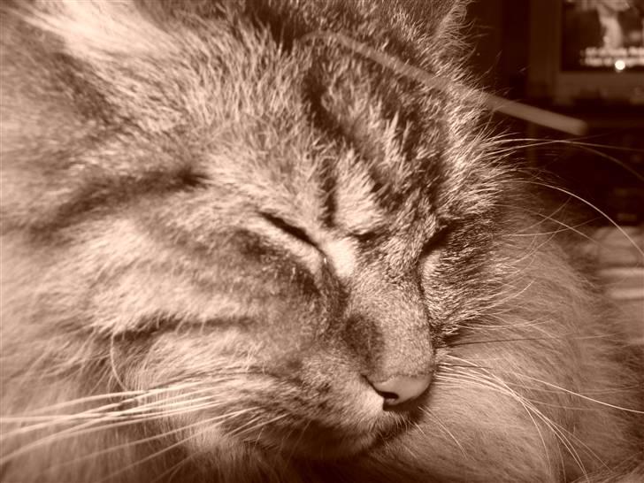 Maine Coon Gizmo billede 4