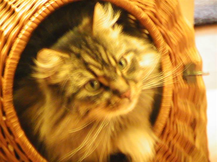 Maine Coon Gizmo billede 5