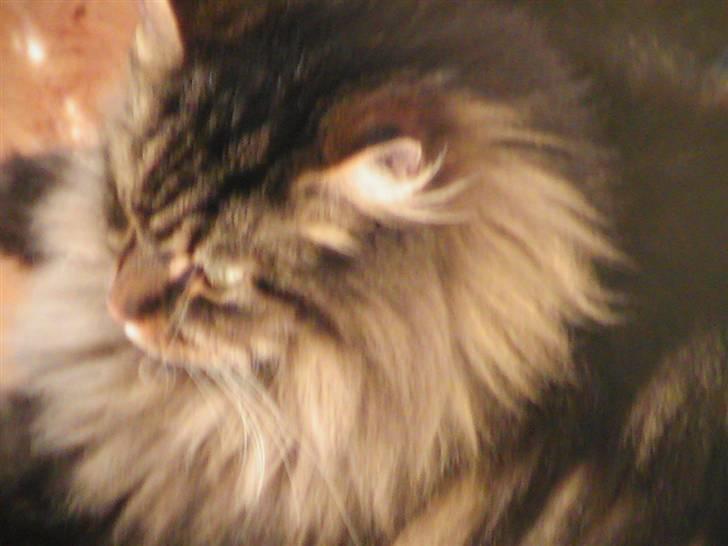 Maine Coon Gizmo billede 6