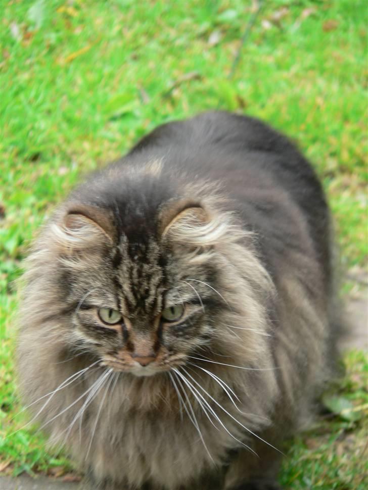 Maine Coon Gizmo billede 7