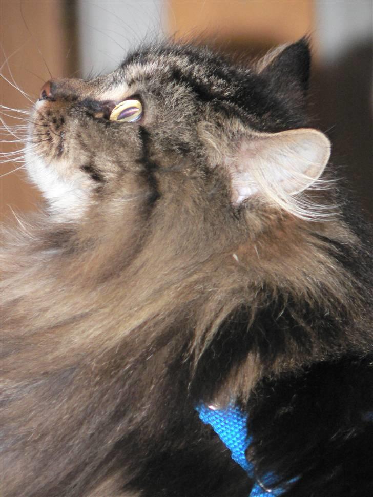 Maine Coon Gizmo billede 8