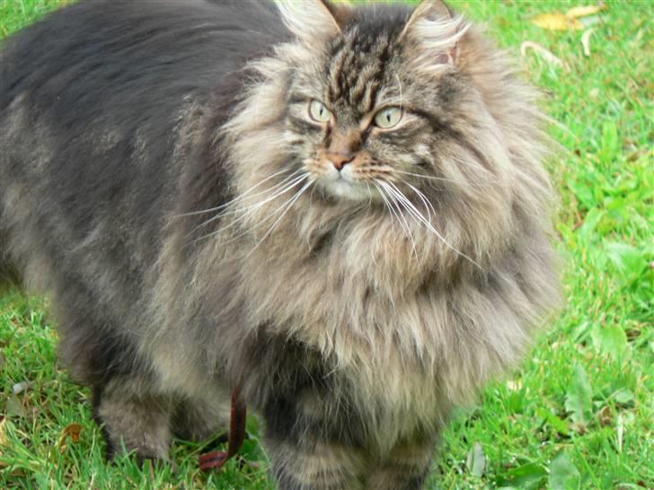 Maine Coon Gizmo billede 9