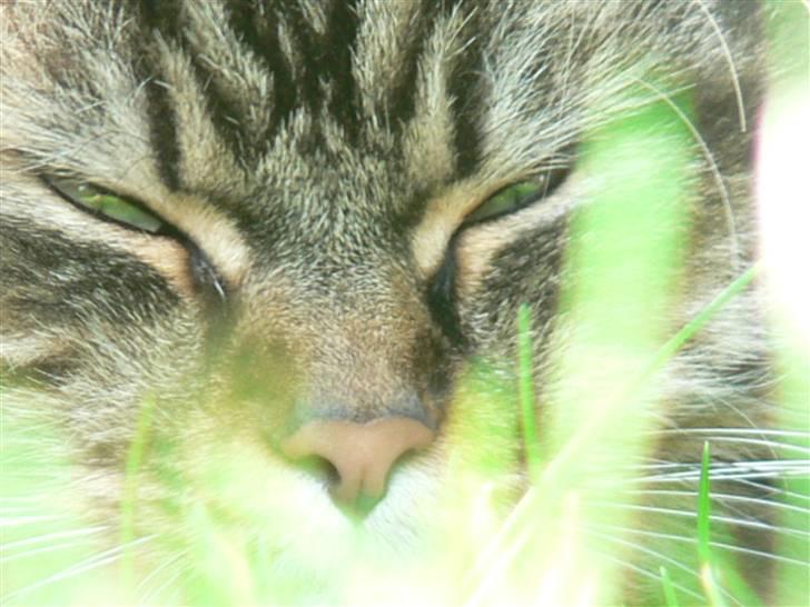 Maine Coon Gizmo billede 10