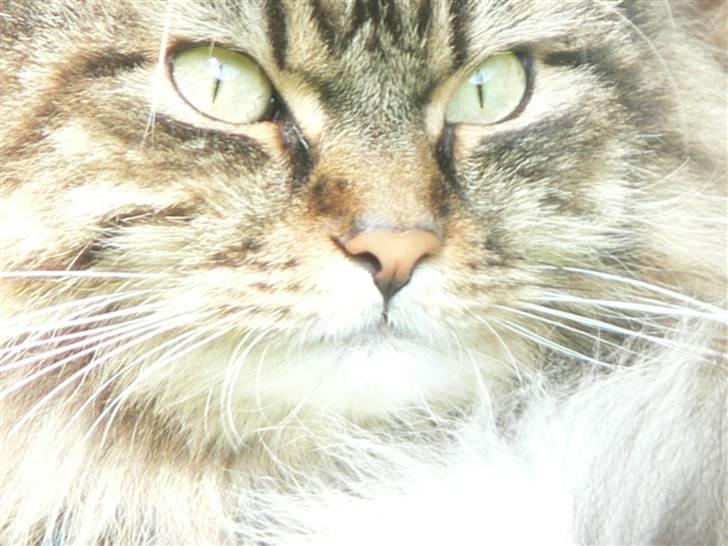 Maine Coon Gizmo billede 11