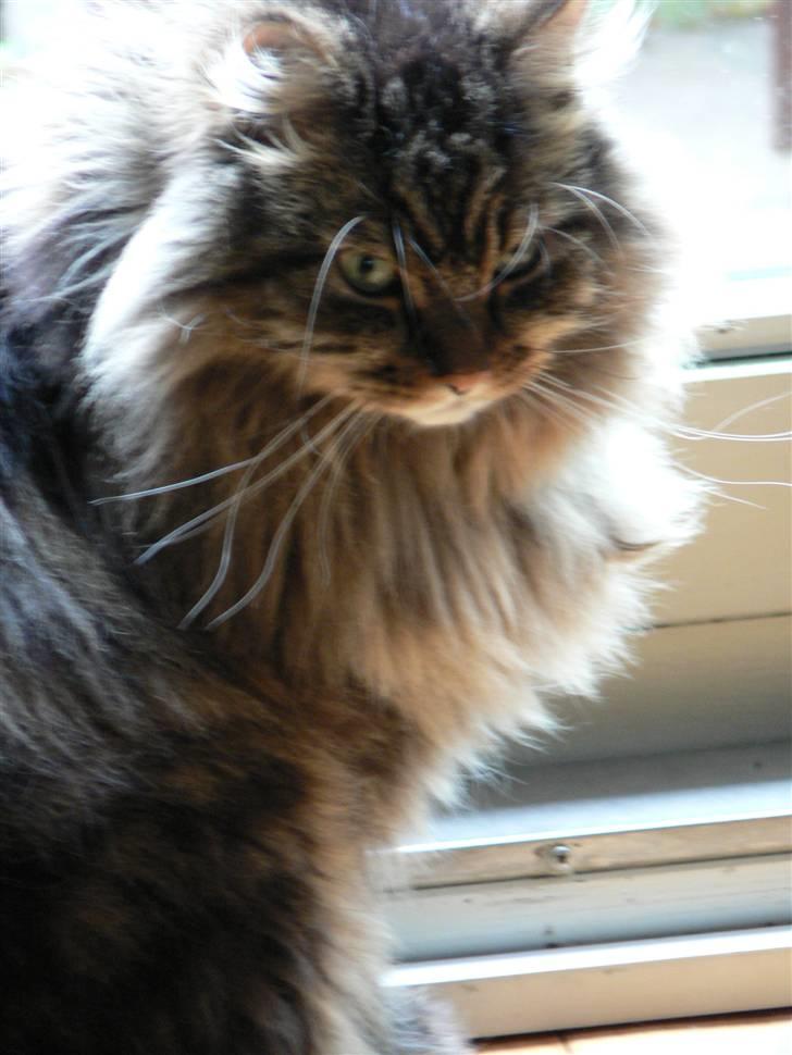 Maine Coon Gizmo billede 12