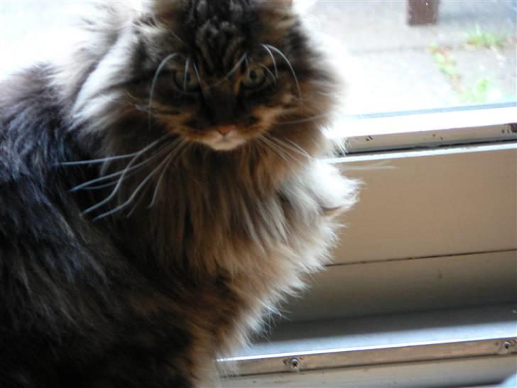 Maine Coon Gizmo billede 13