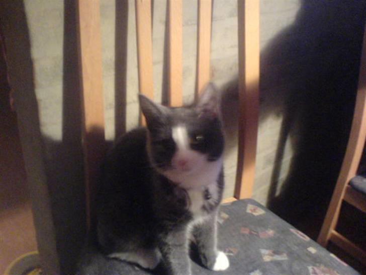 Huskat speedy hjælp mig hjem billede 10