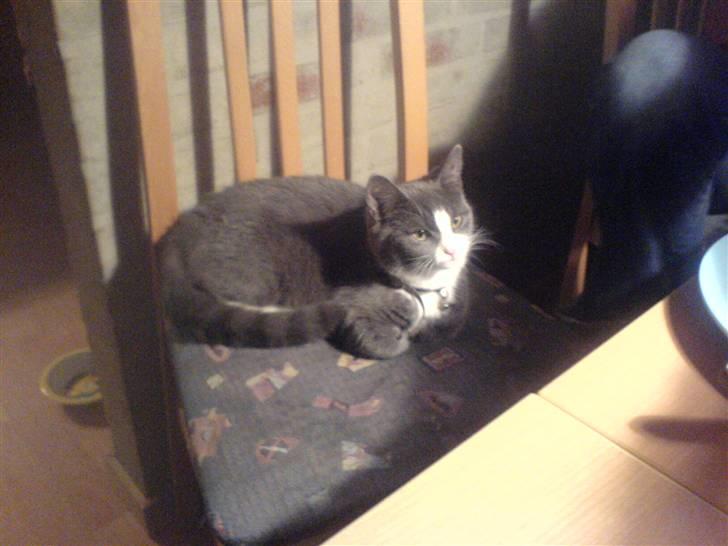 Huskat speedy hjælp mig hjem billede 11