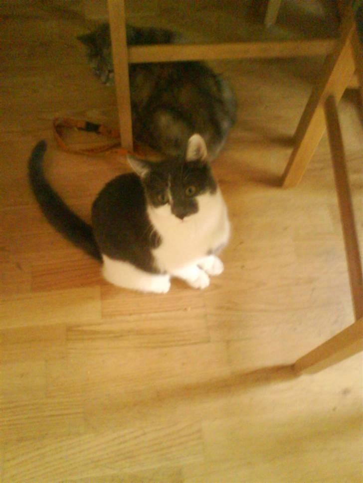 Huskat pjuske ,pjulle hvor er du billede 1