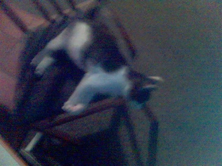 Huskat pjuske ,pjulle hvor er du billede 2