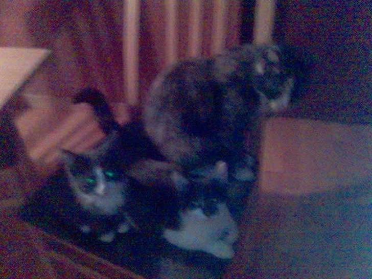 Huskat pjuske ,pjulle hvor er du - famillien  billede 4