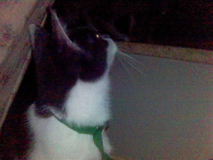 Huskat pjuske ,pjulle hvor er du billede 6