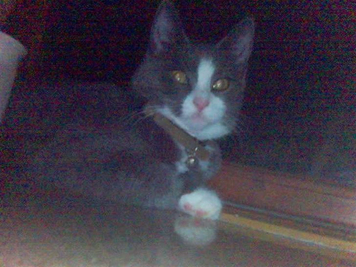 Huskat speedy hjælp mig hjem billede 12