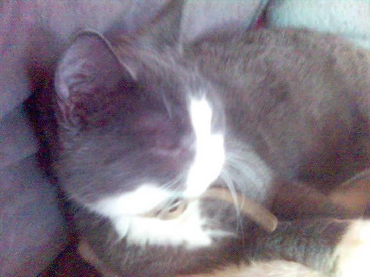 Huskat speedy hjælp mig hjem billede 13