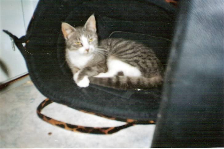 Blanding af racer blomst - blomst ligger lige og slapper af i milas taske 2003 billede 1