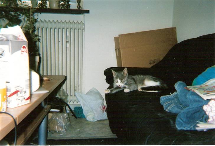 Blanding af racer blomst - blomst 2003 billede 2