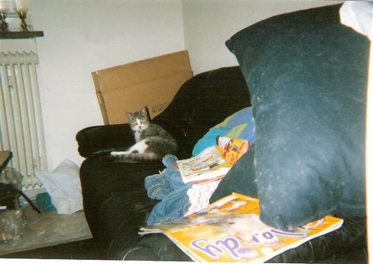 Blanding af racer blomst - blomst 2003 billede 3