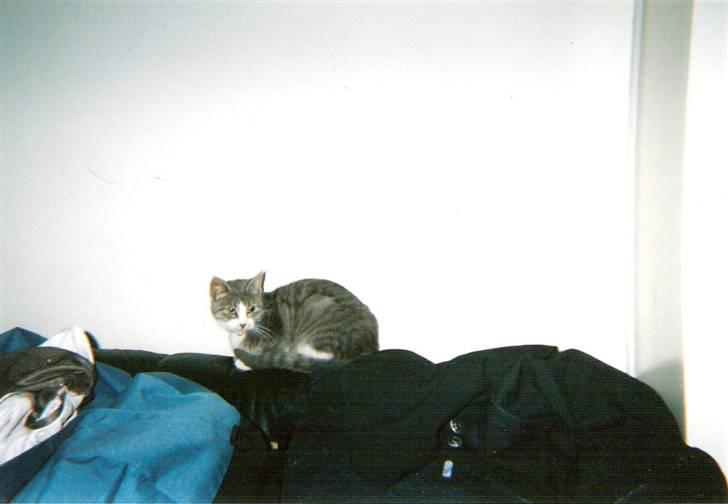 Blanding af racer blomst - blomst ligger lige og holder øje med om mila nu opfører sig ordetlig 2003 billede 4