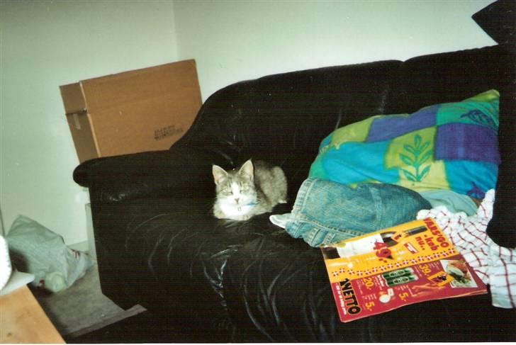 Blanding af racer blomst - blomst 2003 billede 5