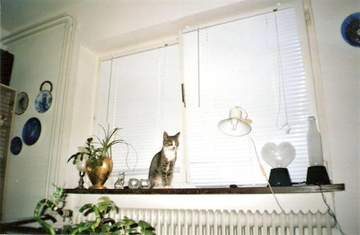 Blanding af racer blomst - blomst holder lige øje med det hele oppe fra vinbduet 2003 billede 6