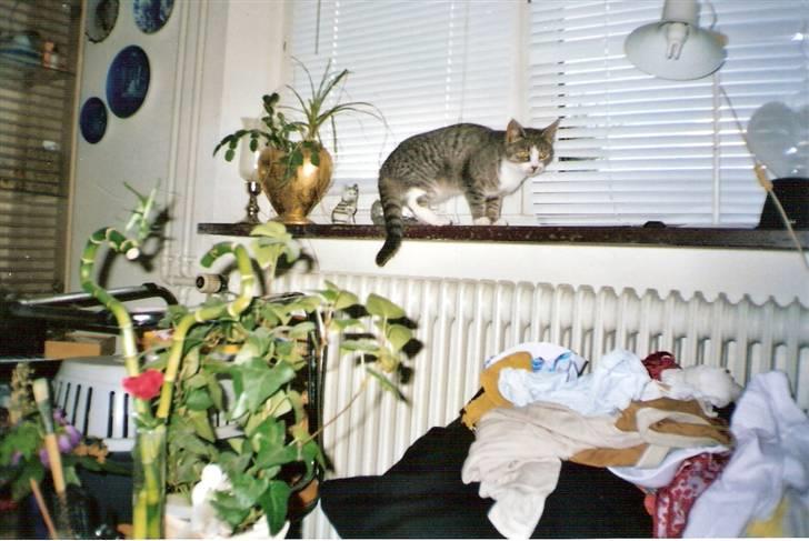 Blanding af racer blomst - hendes yndnings sted at væere 2003 billede 7