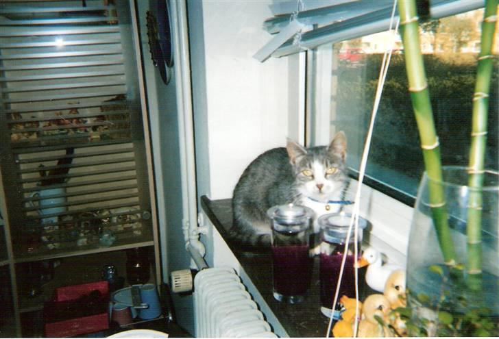 Blanding af racer blomst - ja så kan man rigtig se fuglene uden for 2003 billede 8